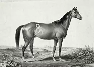 Images Dated 9th May 2012: Celebrated horse lexington (5 yrs. old) by Boston out of Ali