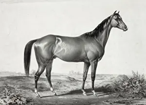 Owned Prints: Celebrated horse lexington (5 yrs. old) by Boston out of Ali