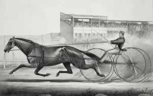 Trotting Prints: Celebrated trotting mare Lady Thorne, formerly Maid of Ashla