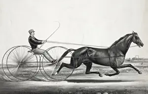 Celebrated Prints: The celebrated trotting Stallion George Wilkes