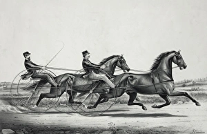 The celebrated trotting Stallions Young Woful and Abdallah C The celebrated trotting Stallions Young Woful and Abdallah C