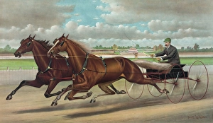 Horses Gallery: The celebrated trotting Team Edward and Swiveller