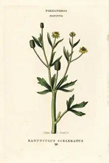 Celery-leaved crowfoot, Ranunculus sceleratus