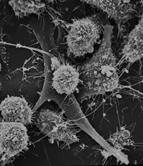 Magnification Prints: Cells on glass