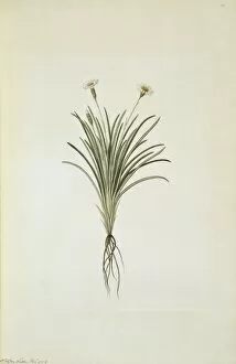 New Zealand Gallery: Celmisia gracilenta, dainty daisy