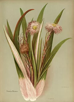 Flowering Gallery: Celmisia Monroi, rock cotton plant
