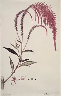 Amaranthaceae Gallery: Celosia cernua, cockscomb