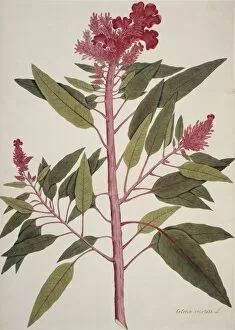 Amaranthaceae Gallery: Celosia cristata, cockscomb