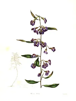 Cels hovea, Hovea celsi