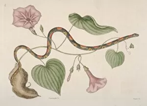 Colubridae Gallery: Cemophora coccinea, scarlet snake