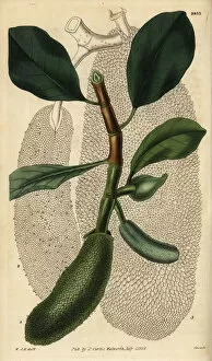 Hooker Gallery: Cempedak, Artocarpus integer