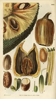 Cempedak, Artocarpus integer