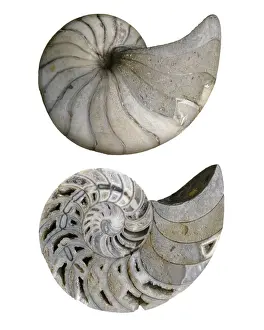 Jurassic Prints: Cenoceras pseudolineatus, nautiloid