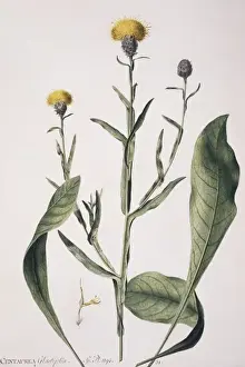 Potted Histories Prints: Centaurea glastifolia, yellow star thistle