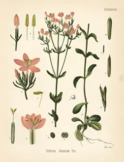 Pabst Prints: Centaury, Centaurium erythraea