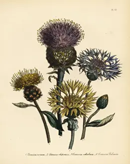 Humphreys Prints: Centaury species