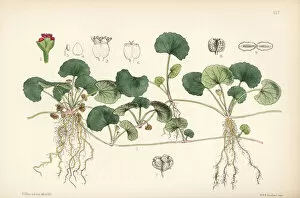 Herbal Gallery: Centella, Indian pennywort or gotu kola, Centella asiatica