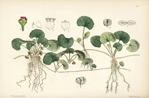 Medicinal Collection: Centella, Indian pennywort or gotu kola, Centella asiatica