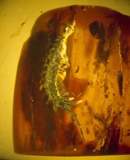 Polished Prints: Centipede in Baltic amber