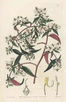 Central America Prints: Centradenia inaequilateralis