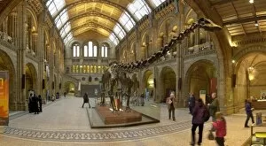 Dinosauria Collection: Central Hall