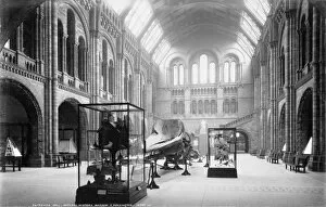 20th Century Gallery: Central Hall, the Natural History Museum. 1902