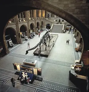 The Central Hall of the Natural History Museum, London