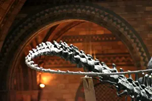 The Central Hall of the Natural History Museum, London