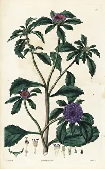 Centratherum punctatum