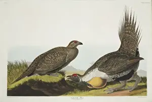 Inflated Prints: Centrocercus urophasianus, greater sage grouse