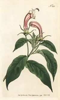 Sansom Prints: Centropogon cornutus