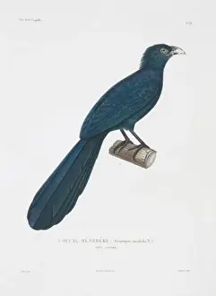 Centropus menbeki, greater black coucal