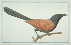 Perched Collection: Centropus sinensis, greater coucal