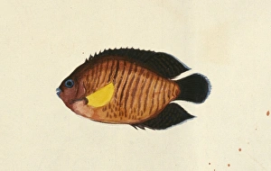 Angelfish Gallery: Centropyge bispinosus, coral beauty angel