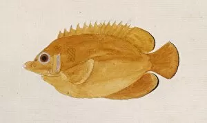 Angelfish Gallery: Centropyge flavissimus. lemonpeel angelfish