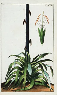 Pomology Prints: Century plant, Agave americana