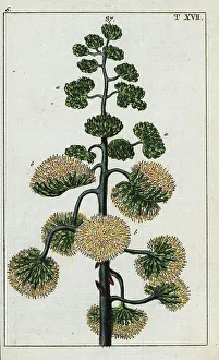 Pomology Prints: Century plant, Agave americana