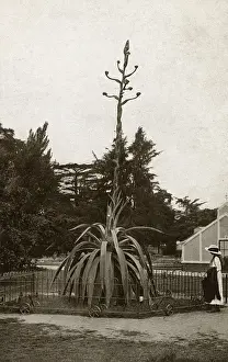 Stalk Prints: A Century Plant - Kew Gardens (Agave Atrovirens from Mexico)