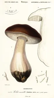Champignons Prints: Cep, penny bun, porcino or porcini mushroom, Boletus edulis