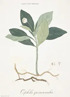 Edible Prints: Cephaelis ipecacuanha, ipecac