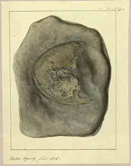 Jameson Prints: Cephalaspis Lyelli