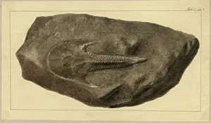 Cephalaspis Lyelli Agassiz