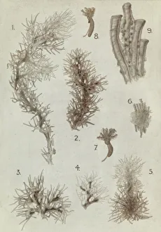 Images Dated 27th March 2013: Cephalodiscus species