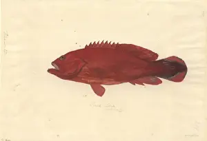 1754 1794 Prints: Cephalopholis urodeta, flagtailed rockcod