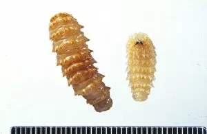 Artiodactyla Collection: Cephalopina titillator, camel nasal botfly larvae