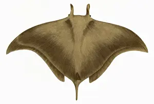 Cephaloptera Giorna, or Ox Ray