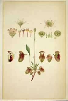 Cephalotus follicularis, Australian pitcher plant