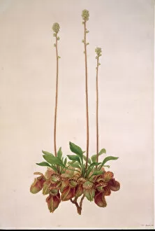 Eudicot Collection: Cephalotus follicularis, Australian pitcher plant