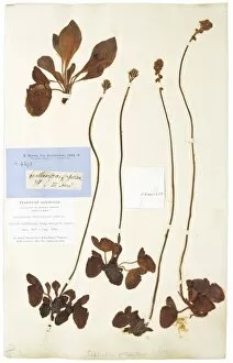 Carnivorous Collection: Cephalotus follicularis Labill, pitcher plant