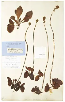 1773 1858 Prints: Cephalotus follicularis Labill, pitcher plant